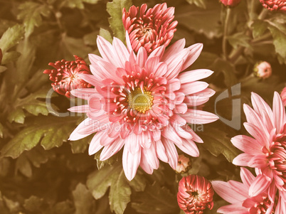 Retro looking Chrysanthemum picture