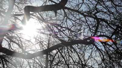Sun shining through branches, in forest/park