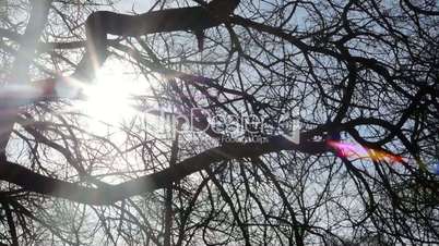 Sun shining through branches, in forest/park