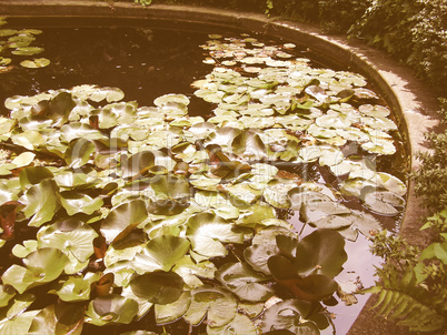 Retro looking Water lily Nimphaea