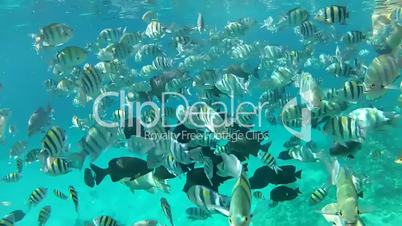 Exotic fish and underwater world