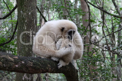 Gibbon