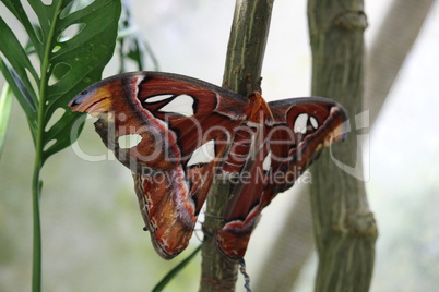 Schmetterling