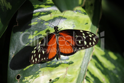 Schmetterling