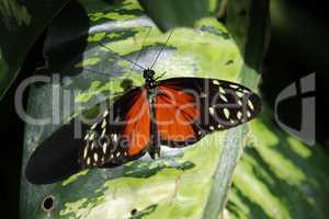 Schmetterling