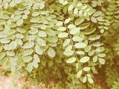 Retro looking Acacia leaf