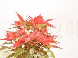 Retro looking Poinsettia Christmas star