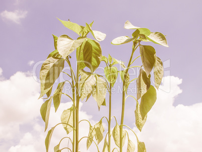 Retro looking Plug pepper plant