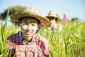 Traditional Myanmar female farmers working in field