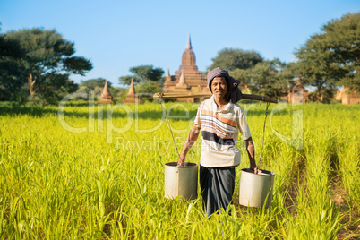 Traditional Myanmar farmer watering plant