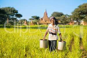 Traditional Myanmar farmer watering plant