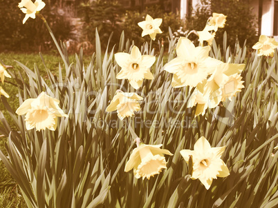 Retro looking Daffodils