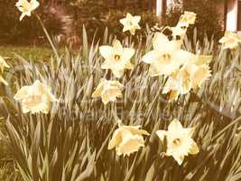 Retro looking Daffodils