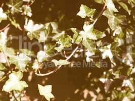 Retro looking Ivy picture