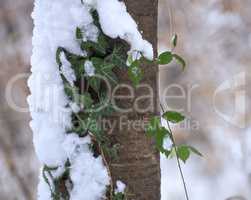 Snow tree with ivy