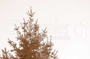 Retro looking Pine tree