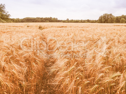 Retro looking Barleycorn field