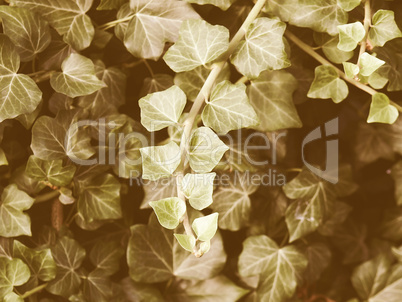 Retro looking Ivy picture