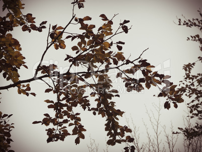 Herbstblätter