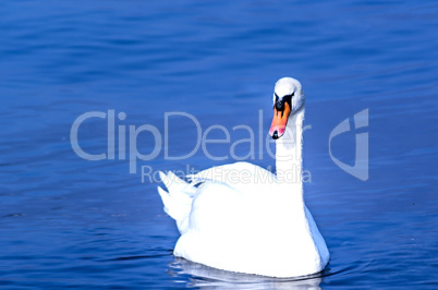 Swan on water