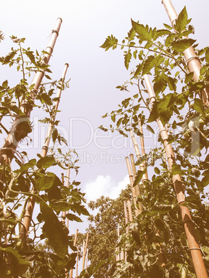 Retro looking Tomato plants