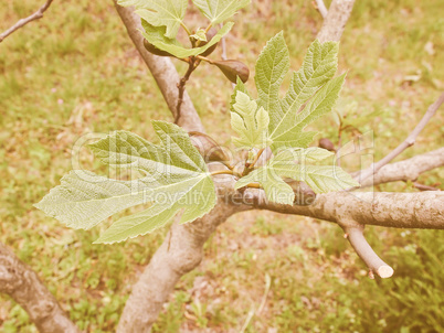 Retro looking Fig tree leaf