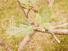 Retro looking Fig tree leaf