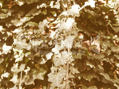 Retro looking Ivy picture