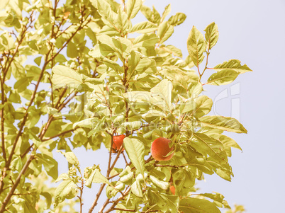 Retro looking Prunus leaf
