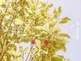 Retro looking Prunus leaf