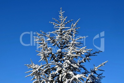 Neuschnee auf Tannenbaum