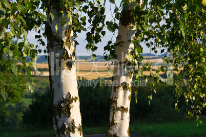 Two birch trees