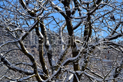 Kirschbaum im Winter