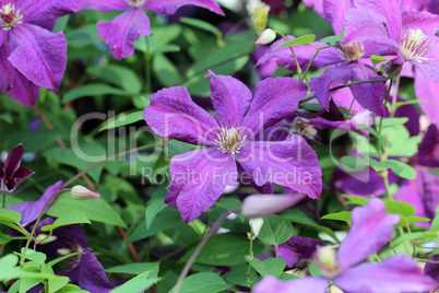 Clematis