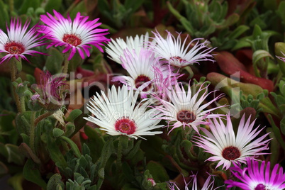 Mesembryanthemum criniflorum