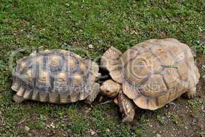 Zwei Schildkröten