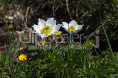 Pasqueflower