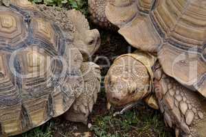 Schildkrötenbegegnung