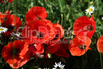 Red poppy flowers