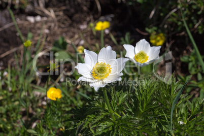 Pasqueflower