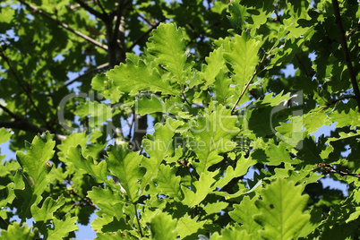 The foliage of trees in the sun