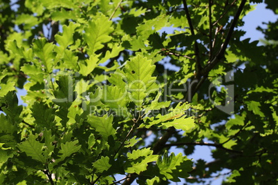 The foliage of trees in the sun