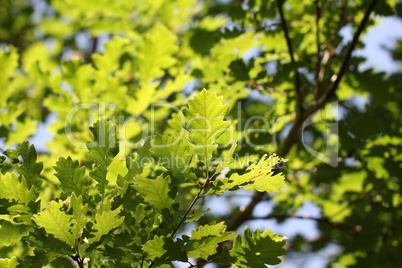 The foliage of trees in the sun