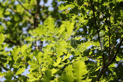 The foliage of trees in the sun