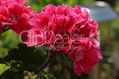 Geranium