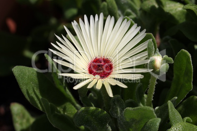 Mesembryanthemum criniflorum