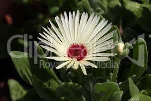 Mesembryanthemum criniflorum