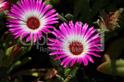 Mesembryanthemum criniflorum