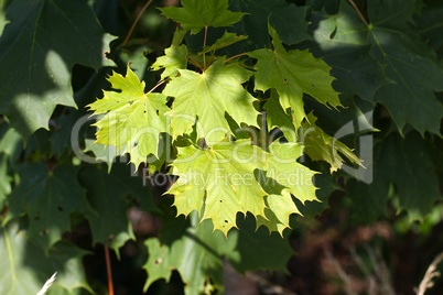 Maple leaves