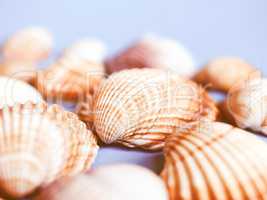 Shells vintage